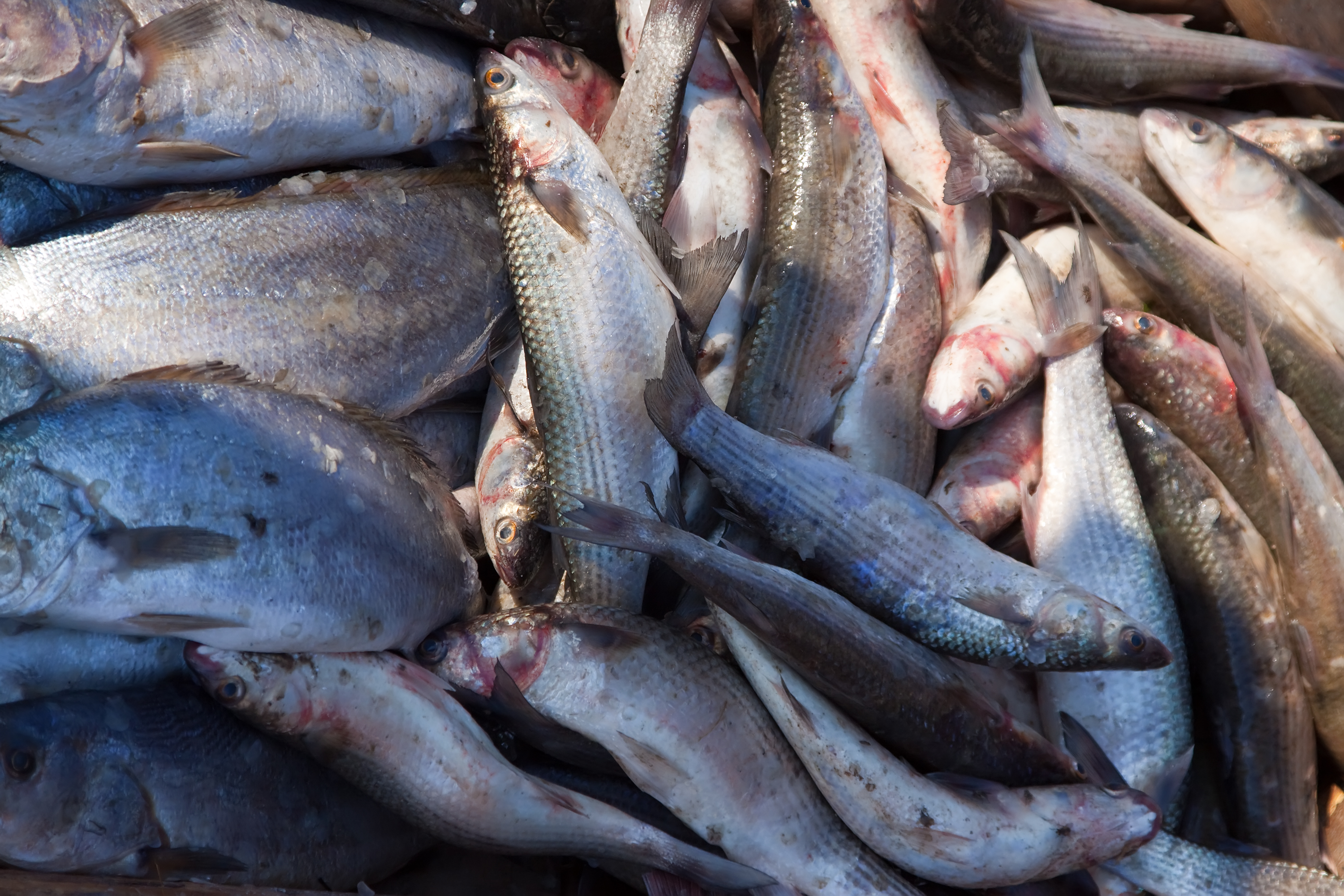 Vente de poissons